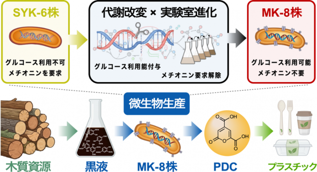 本プレスリリースの研究概要図