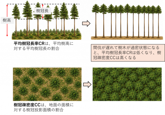 上段：平均樹冠長率CR、下段：樹冠疎密度CCを示している図