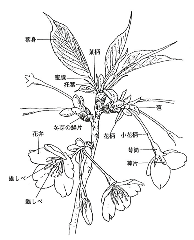 p32 fig1