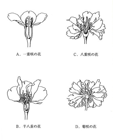 p32 fig2