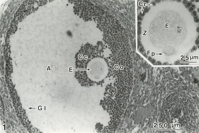 p38 photo1