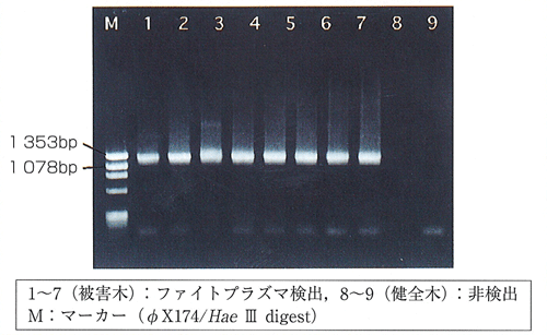 p11 fig1
