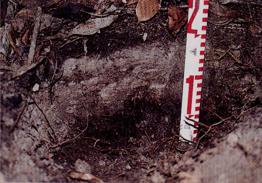 p37 photo2