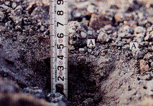 p37 photo3