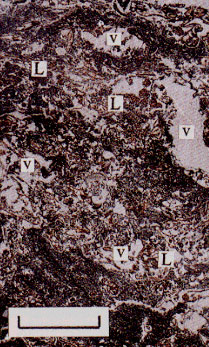 p37 photo4