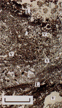 p37 photo5