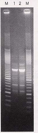 p29 photo2