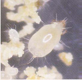 p29 photo3