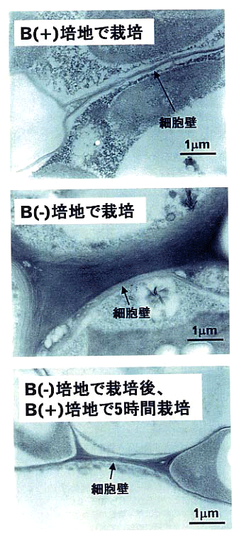 p39 fig3