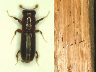 左：カシノナガキクイムシの♀成虫、右：材内に掘られた坑道