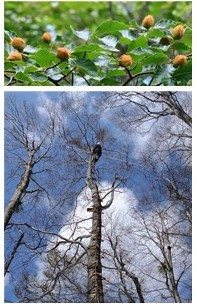上：ブナの葉とドングリ。下：ブナ成木に梯子で登り、約20mの高さで葉やドングリを採取する研究者。