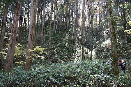 林床にササの生えたヒノキ林の写真