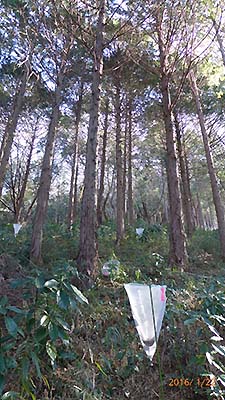 トラップで着花量を調査しているスギ林の写真