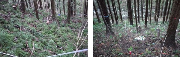森林のバイオマス利用と土壌養分の蓄積に関する研究の写真