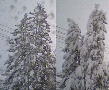 写真6：冠雪害をはじめとする森林の気象災害の研究を行っています