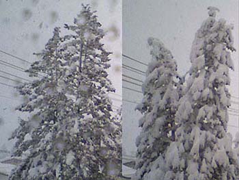 写真6：雪が積もった2本の樹木の様子です。雪の積もり方の違いを調べ、冠雪害をはじめとする森林の気象災害の研究を行っています。