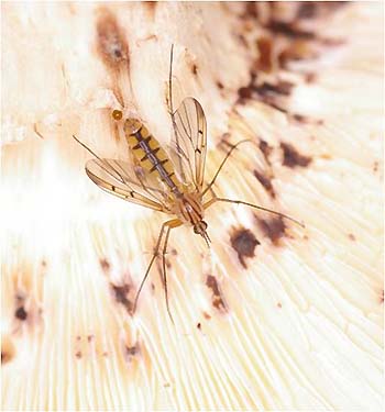 写真2-1：菌床シイタケ害虫リュウコツナガマドキノコバエの成虫