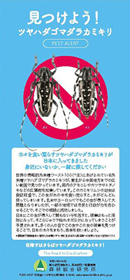 リーレット表紙「見つけよう！ツヤハダゴマダラカミキリ」