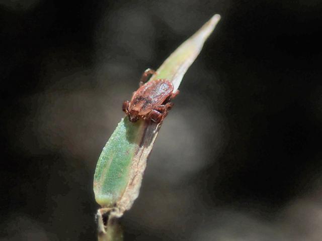フタトゲチマダニが宿主となる動物に付着しやすい高さでじっと待つ様子