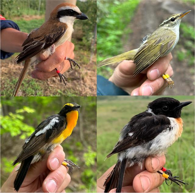 研究者によって捕獲された渡り鳥たち。渡り経路を追跡するためのロガーを装着している。渡り鳥の種は順に、左上はアカモズ、右上はセンダイムシクイ、左下はキビタキ、右下はノビタキである。
