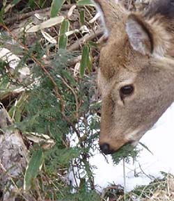 ニホンジカのメスがヒノキの葉を食べている