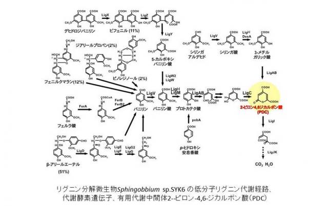 写真3：リグニン分解微生物