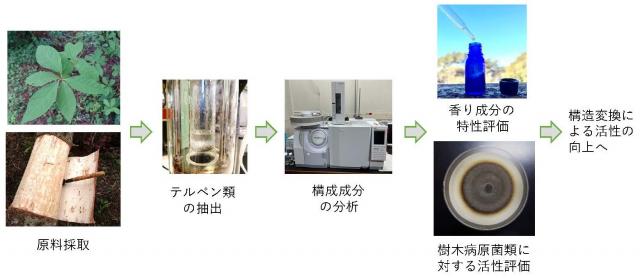 木材だけではなく、葉や樹皮など、さまざまな樹木の部位からテルペン類をはじめとする香り成分を抽出します。得られた抽出成分を分析して構成成分を調べるほか、どのような香りの特徴があるか、あるいは細菌の増殖を抑える抗菌性があるかなどを調べます。さらに、成分の構造を一部変換することによって、より役に立つ活性をつくり出す研究も行っています。