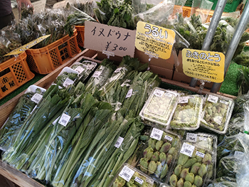 森林地域で採取され、販売されている多種多様な山菜