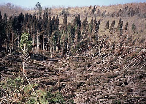 写真1：強風の被害を受けたスギ林