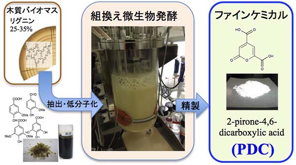 木材から直接抽出したリグニン成分をファインケミカルに変換することが可能