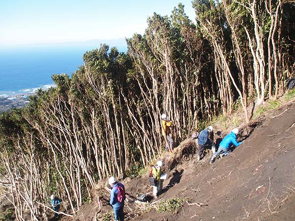 写真：伊豆大島の斜面崩壊跡地と、それに隣接する森林