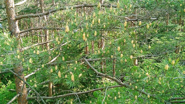 春に花芽の樹脂が林床に散布され、揮発性化合物の高放出源となっている可能性がある