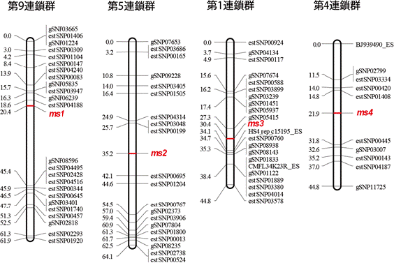 雄性不稔遺伝子ms1〜ms4のスギ遺伝子連鎖地図上でのそれぞれの位置