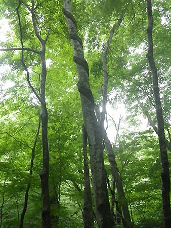 写真：調査地内でフジに巻き付かれた樹木