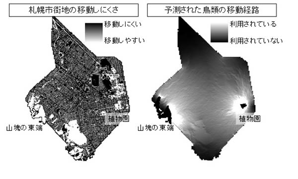 左図：札幌市街地の移動しにくさ、右図：予測された鳥類の移動経路