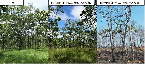 写真：カンボジアの乾燥落葉林