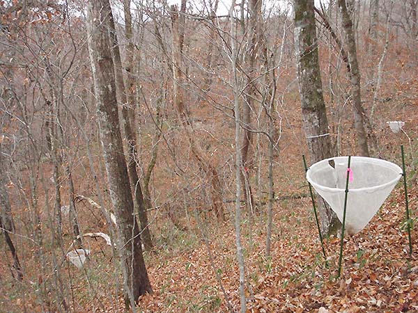 写真：樹上からの落葉を回収するためのトラップ