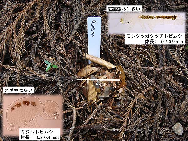 写真：スギ人工林の中に落葉広葉樹林の土壌を設置した状態