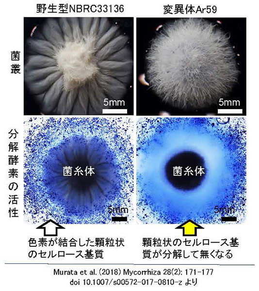 図1：野生型マツタケ菌株とその変異体の特徴