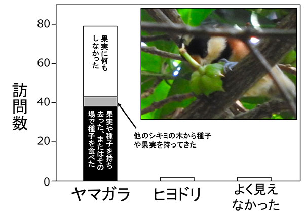 図：観察したシキミにやってきた動物の数