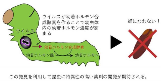 図1：本研究のイメージ