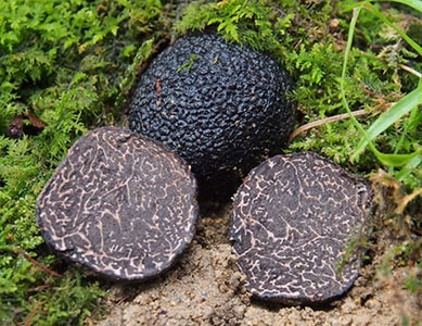 写真2：アジアクロセイヨウショウロ（右）