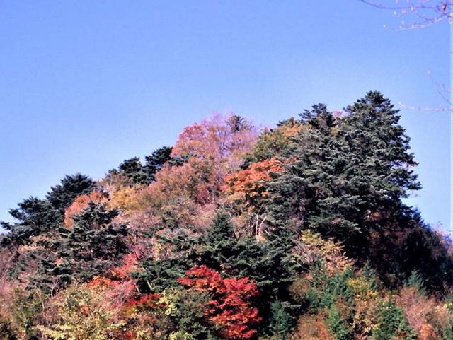 写真1：温帯性の針広混交林