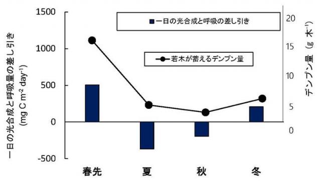 図2：暗い林内の若木の葉の一日の光合成と呼吸量の差し引きとデンプン量の季節変化