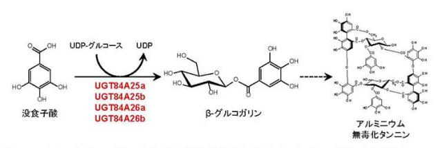 図：ユーカリでβ-グルコガリンを合成する酵素を明らかにしました。