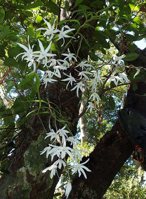 写真：開花するオキナワセッコク