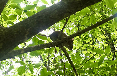写真2：木に登るヒメネズミ