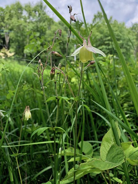写真：草原性草本種の一つであるヤマオダマキ