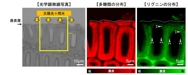 図 気象劣化した木材の表層部の断面