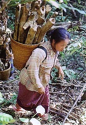 写真：燃材として住民に利用される枯死木